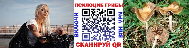 blacksprut tor  Енисейск  Галлюциногенные грибы Cubensis 